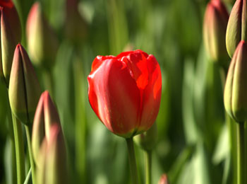 Tulipan na pierwszy dzień wiosny