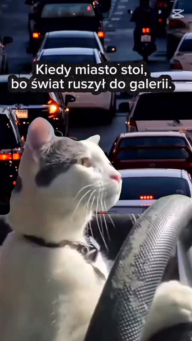 Kiedy kupisz NaviExperta na Black Week i nagle korki Cię nie dotyczą 😎

Kto jeszcze nie ma ➡️ sklep.naviexpert.pl lub bezpośrednio w aplikacji 🔥🔥🔥

#kierowcy #blackweek #nawigacja #promocje #naviexpert #naviexpert_podroze