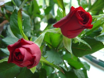 Róże na Dzień Kobiet