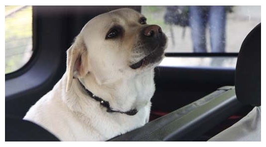 Pies w nagrzanym samochodzie