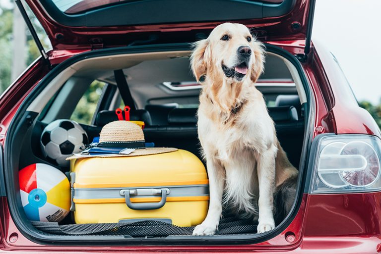 Wyjazd z psem za granicę jak się przygotować Blog