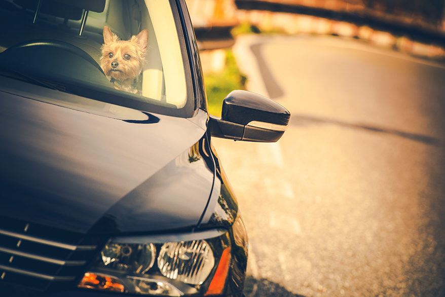 Pies zamknięty w samochodzie podczas upału. Co możesz